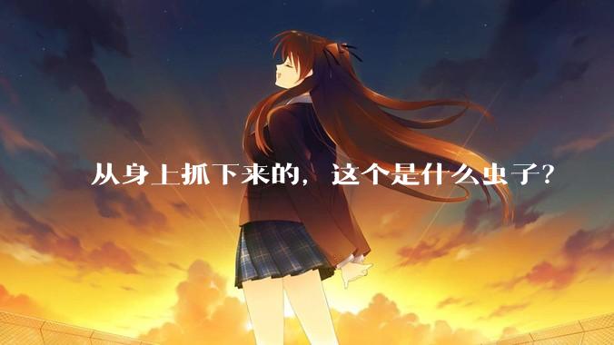 从身上抓下来的，这个是什么虫子？
